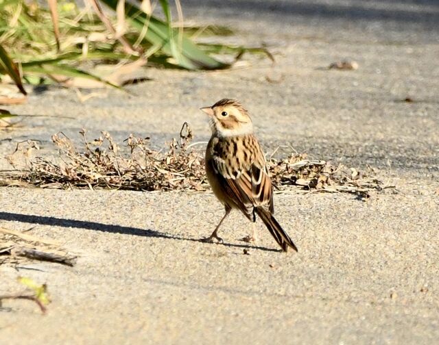Clay-colored Sparrow