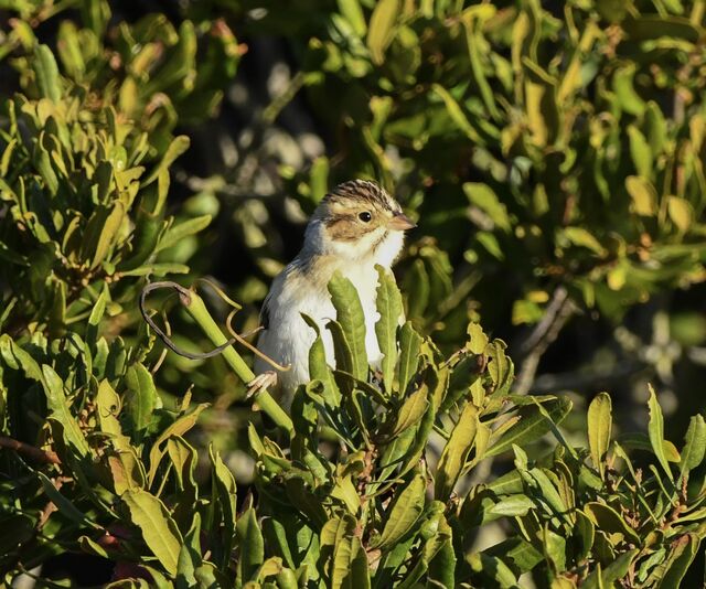 Clay-colored Sparrow