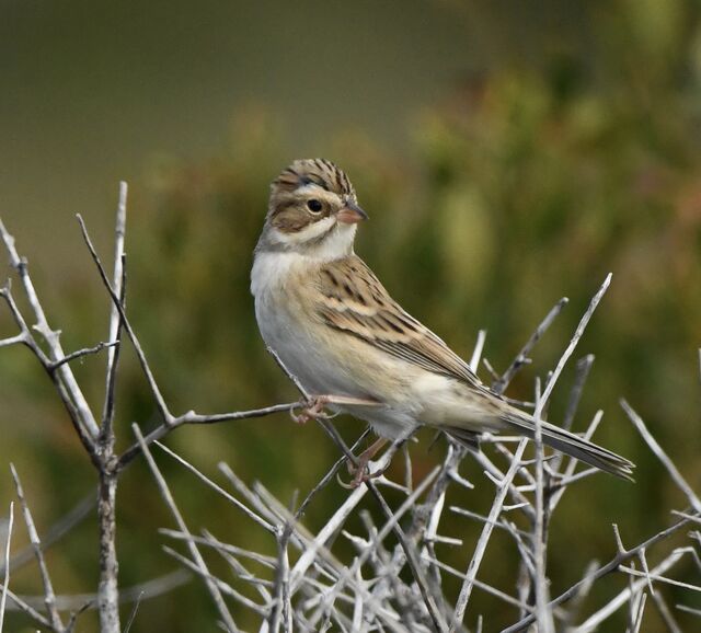 Clay-colored Sparrow