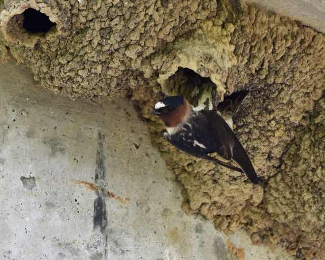 Cliff Swallow