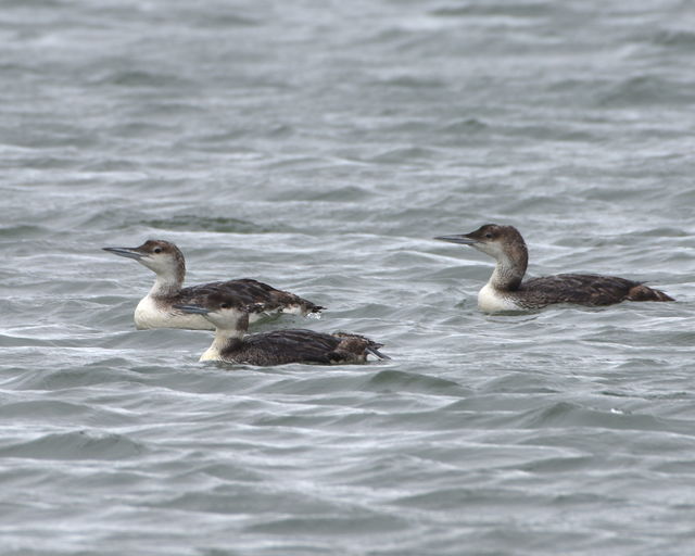 Common Loon
