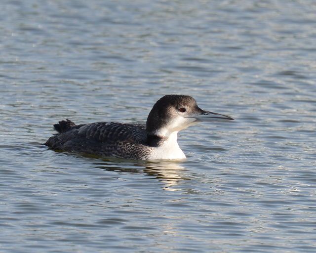 Common Loon