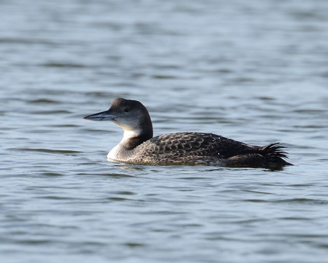 Common Loon