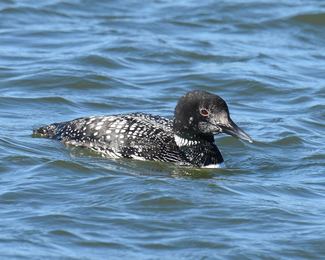 Common Loon