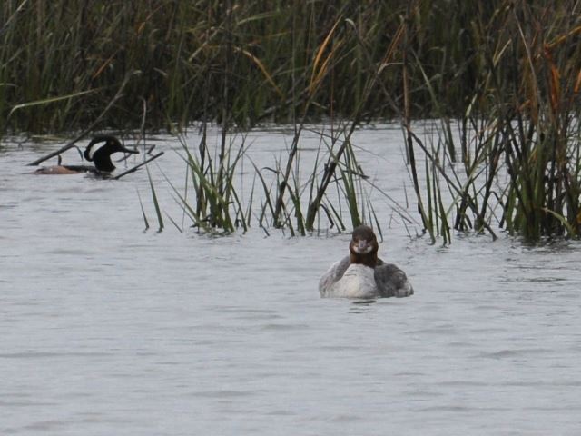 Common Merganser