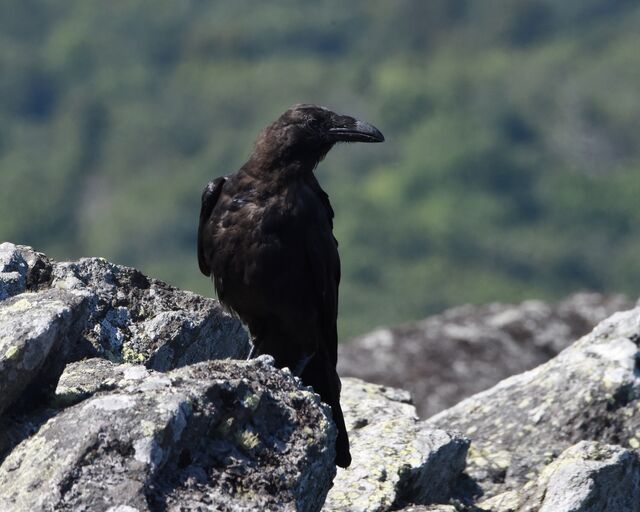 Common Raven