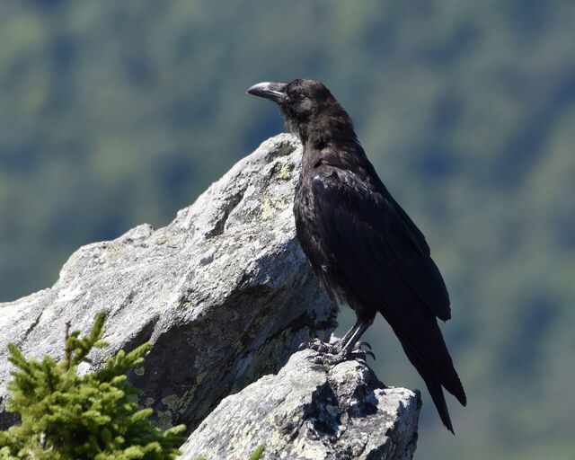 Common Raven