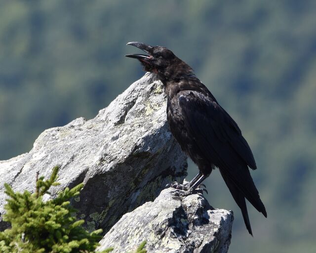 Common Raven