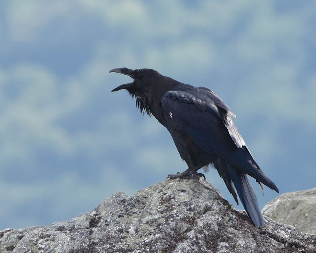 Common Raven