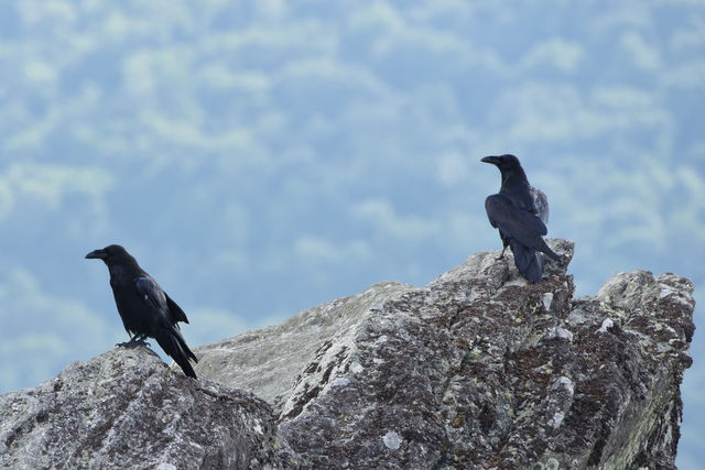 Common Raven