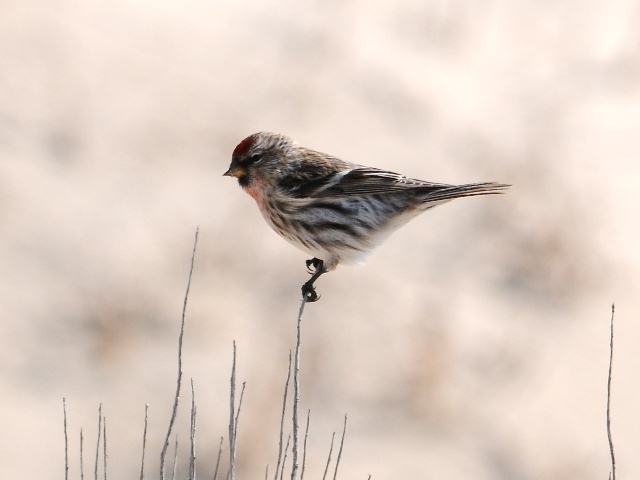 Redpoll