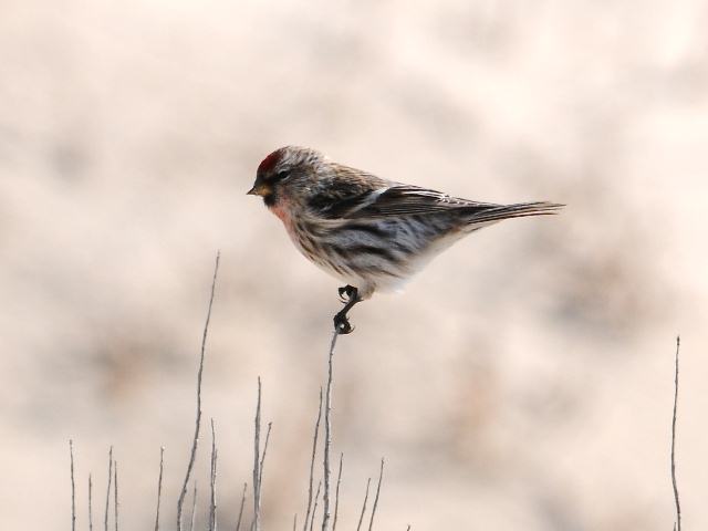 Common Redpoll