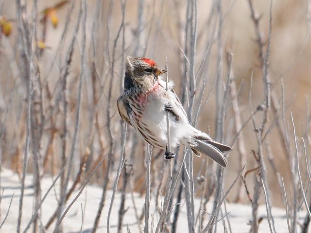 Common Redpoll