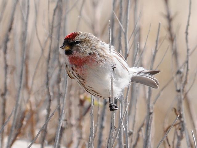 Redpoll