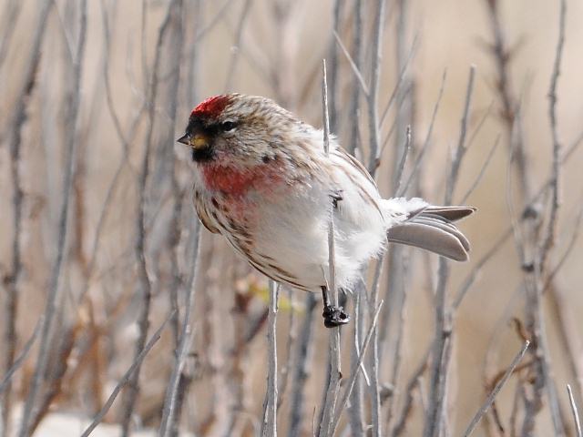 Common Redpoll