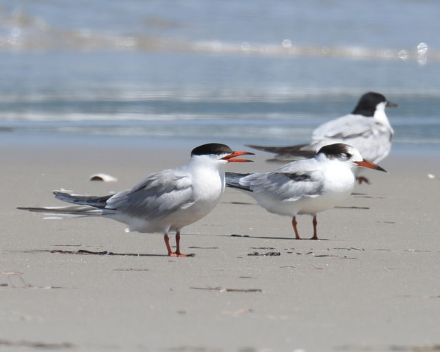 Common Tern
