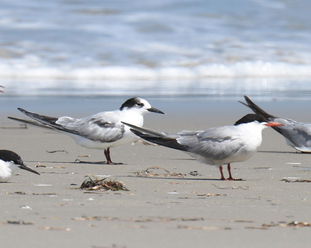 Common Tern