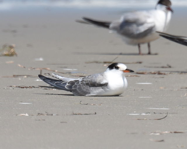Common Tern