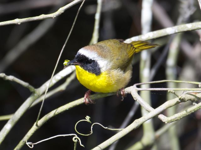 Common Yellowthroat