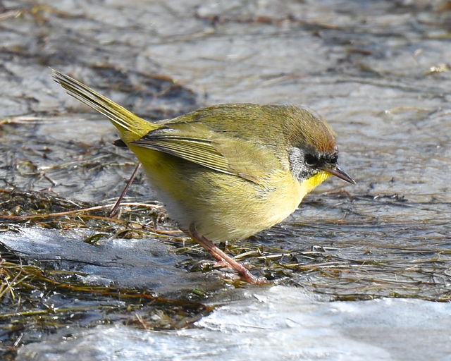 Common Yellowthroat