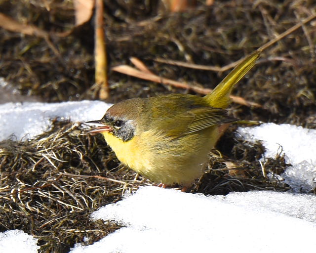 Common Yellowthroat