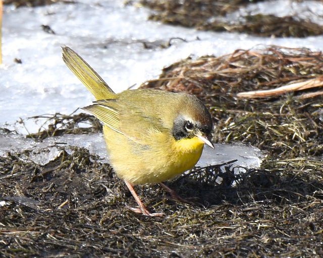 Common Yellowthroat