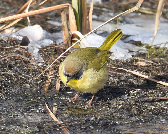 Common Yellowthroat