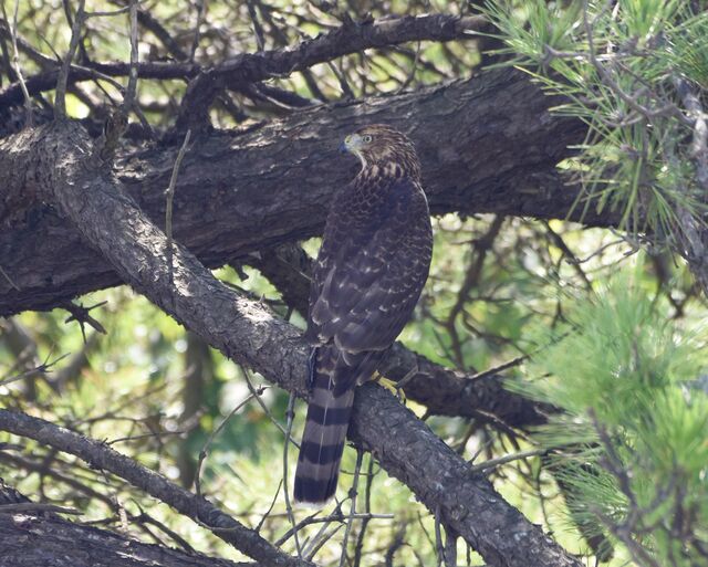 Cooper's Hawk