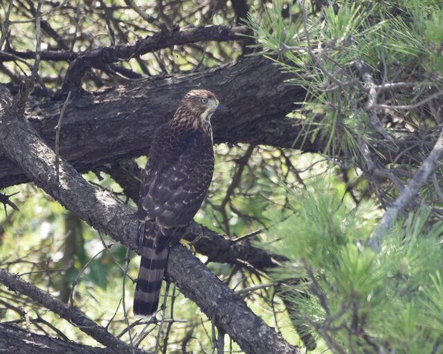 Cooper's Hawk