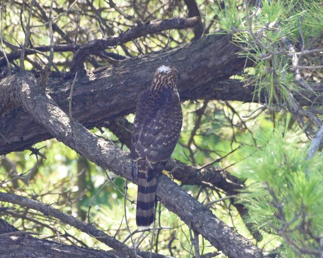 Cooper's Hawk