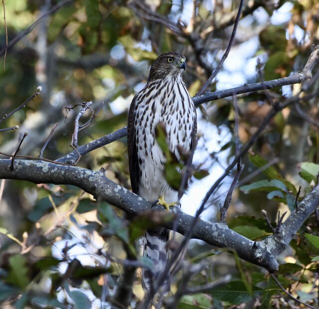 Cooper's Hawk