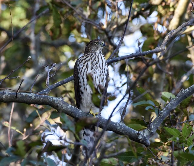 Cooper's Hawk