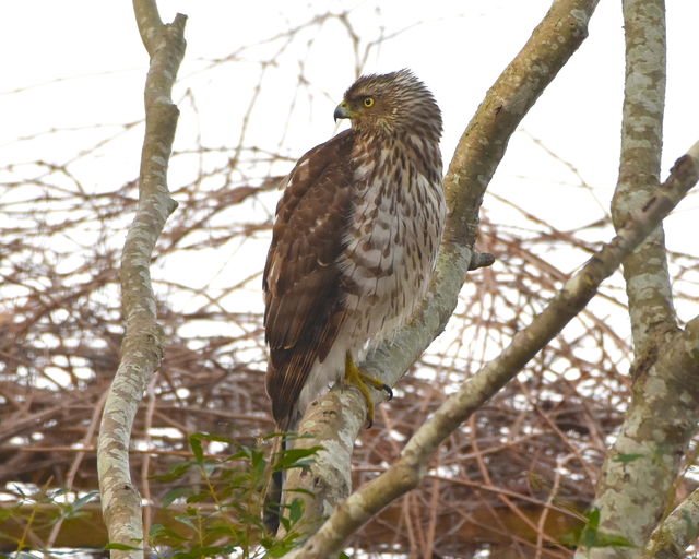 Cooper's Hawk