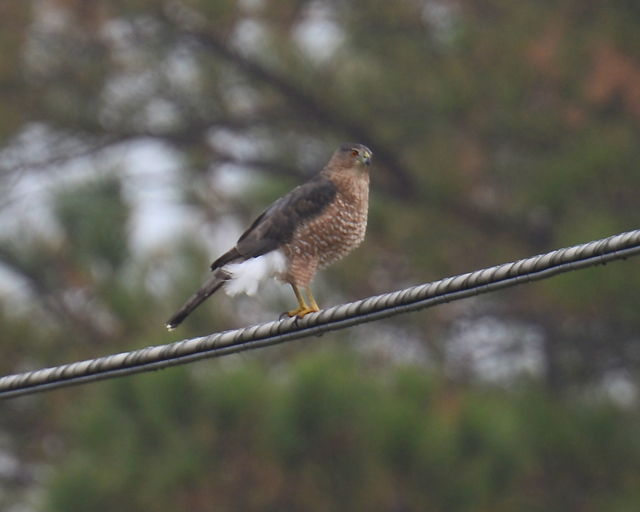 Cooper's Hawk