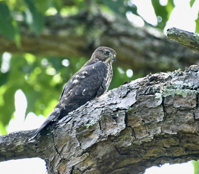 Cooper's Hawk
