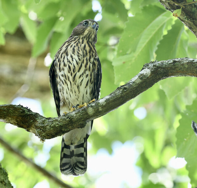 Cooper's Hawk