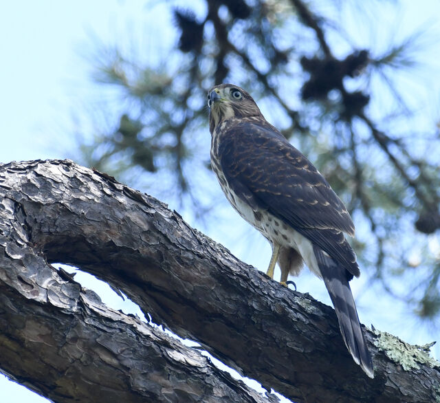 Nature Center Notes: Birds of prey in WNC