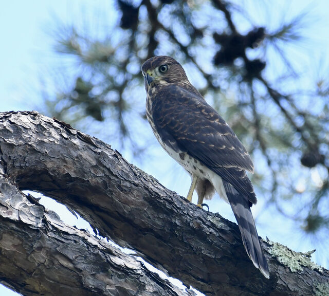 Cooper's Hawk