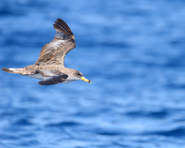 Cory's Shearwater