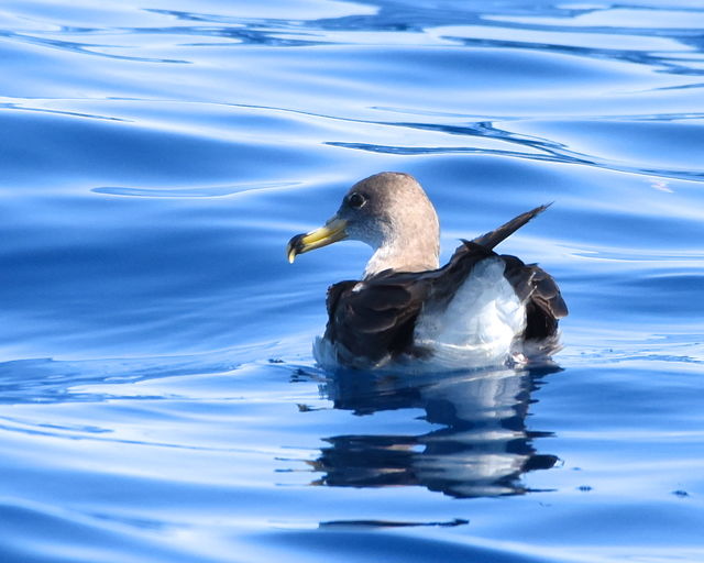 Cory's Shearwater