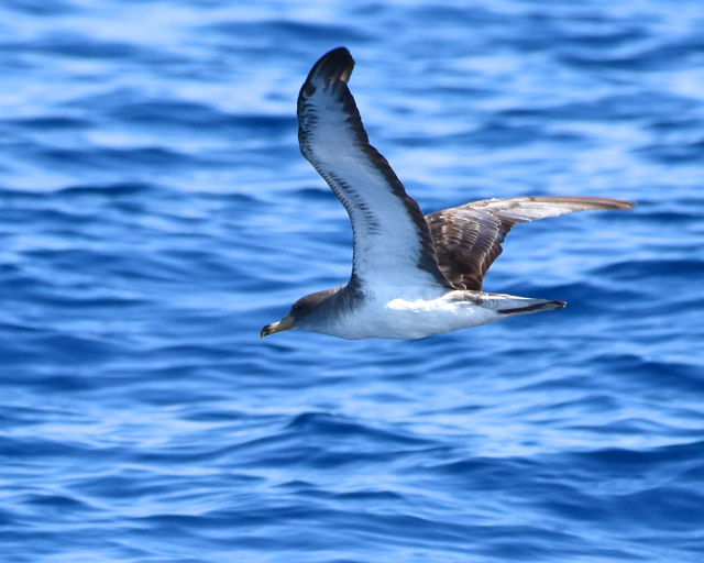 Cory's Shearwater