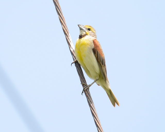 Dickcissel