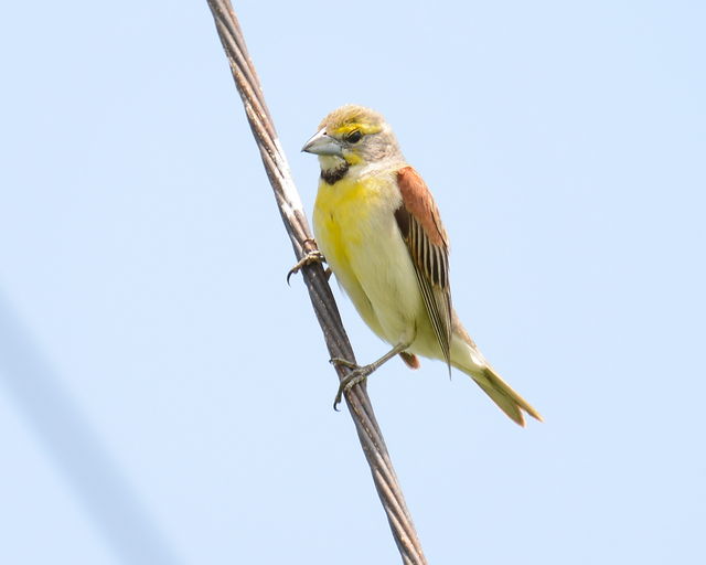 Dickcissel