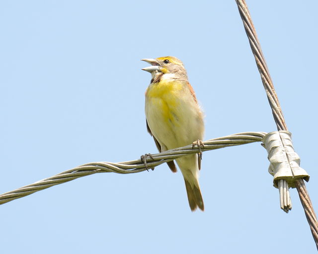 Dickcissel