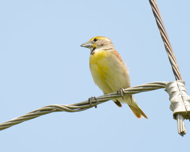 Dickcissel