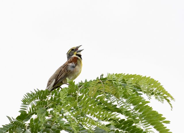 Dickcissel