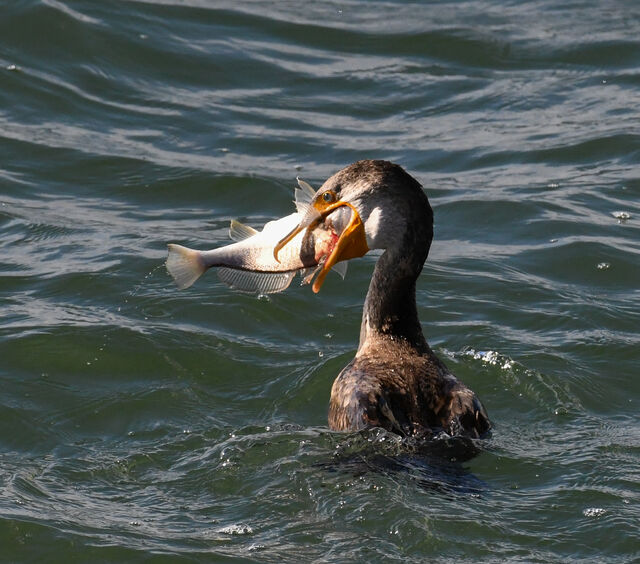 Double-crested Cormorant