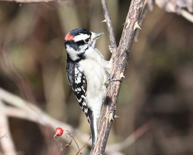 Downy Woodpecker