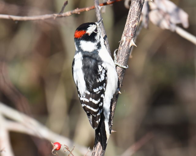 Downy Woodpecker