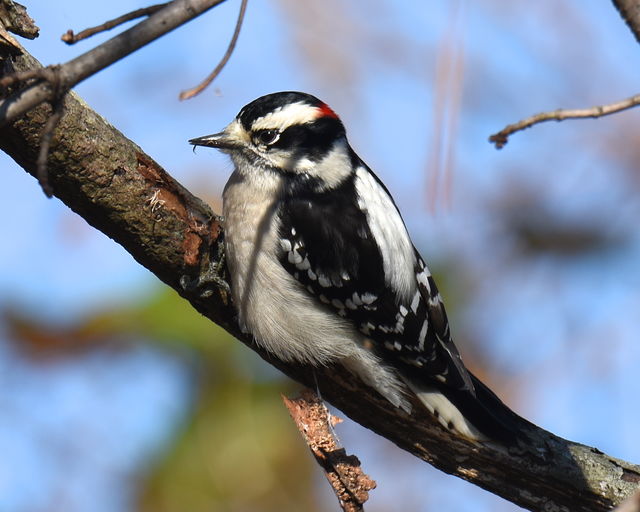 Downy Woodpecker